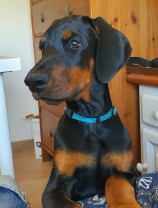 dobermann
