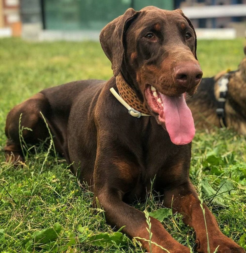 alimentación del dobermman Ejemplar de la raza dobermann tumbado en la hierba